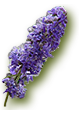 Chasteberry