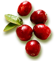 Cranberry