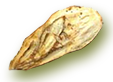 Dong Quai