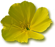 Evening Primrose